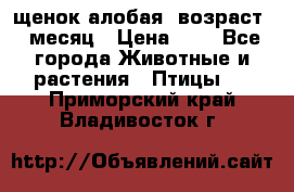 щенок алобая .возраст 1 месяц › Цена ­ 7 - Все города Животные и растения » Птицы   . Приморский край,Владивосток г.